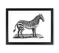 Zebra In Black & White By George Shaw Vintage Framed Wall Art Print, Ready to Hang Picture for Living Room Bedroom Home Office Décor, Black A3 (46 x 34 cm)