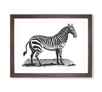 Zebra In Black & White By George Shaw Vintage Framed Wall Art Print, Ready to Hang Picture for Living Room Bedroom Home Office Décor, Walnut A3 (46 x 34 cm)