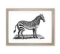 Zebra In Black & White By George Shaw Vintage Framed Wall Art Print, Ready to Hang Picture for Living Room Bedroom Home Office Décor, Oak A2 (64 x 46 cm)