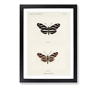 Zebra Longwing Butterfly by S.F. Denton Framed Print | A2 Black Framed Wall Art | Ready to Hang | Modern Animal Picture | Living Room Bedroom Lounge Office