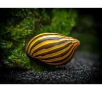 ZEBRA SNAIL 2cm TROPICAL AQUARIUM LIVE FISH ALGAE EATER TANK CLEANER (1 Snail)