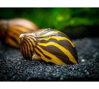 ZEBRA SNAIL 2cm TROPICAL AQUARIUM LIVE FISH ALGAE EATER TANK CLEANER (2 Snails)