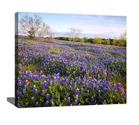 ZEBTBLA DIY Digital Acrylic Painting Set Bluebonnets in Texas Hill Country Stock Pictures Paint by Numbers on Canvas Without Frame for Adult Beginner Children Art Craft Wall Decor 16x20 (4564EWFG)