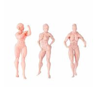 ZEDACAKAI (3 Pcs 1/64 Figure fitness Woman Bodybuilder Muscular Woman Miniatures Need To Be Colored By Yourself