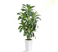 ZEEOZE 180cm Dracaena Plant Artificial Tree Tall Fake Tropical Floor Plants Potted Artificial Silk Tree Leaf Faux Trees White Tall Planter for Home Office Living Room Indoor Outdoor Decor