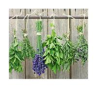 Zeller "Herbs Splash Guard/Stove Top Cover, Multi-Colour