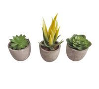 Zen&Tao Artificial Succulent Plants in Pots Eco-Friendly Planters Small Sizes Different Variety for Home and Office Decors (Option C)