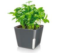 Zendea Black Square Pot for Plants and Flowers, 13 x 13 x 11 cm, Side Transparency for Water Level - Made of Durable Plastic, Ideal for Tezzarre, Garden and Balcony