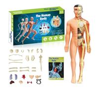 Zenova Clear Human Body Structure Model, 29 Piece Transparent 3D Human Torso Model, DIY Assembled Human Torso Organ Model with Instruction Manual for Students, Teachers (B)