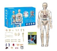Zenova Clear Human Body Structure Model, 29 Piece Transparent 3D Human Torso Model, DIY Assembled Human Torso Organ Model with Instruction Manual for Students, Teachers (A)