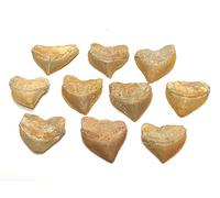 Zentron Crystal Collection Corax Shark Teeth Squalicorax Fossil Tooth 1" (10)