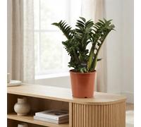 Zenzi Zz Plant (Zamioculcas Zamiifolia) - 21Cm Pot, 65Cm Tall