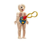 ZEPFJHE Kids Human Body Organ Assembly Science Learning Toy Hands on Anatomy Exploration STEM Educational Activity for Preschool Hand on Biology Educational Toy