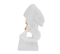 Zerodeko 1 PC Lifelike Hip Bone Model Anatomical Human Skeleton for Medical Study Education Construction for Teaching Training Purposes