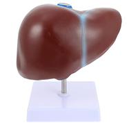 Zerodeko 1pc Human Liver Anatomical Model with Base Medical Display for Education Realistic Liver Teaching Tool for Schools Labs Nursing Programs Anatomical Study Aid