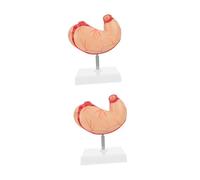 Zerodeko 2 pcs Lifelike Stomach Anatomical Demonstration Equipment for Education Portable Supply for Schools Laboratories Nursing Training and Home Use