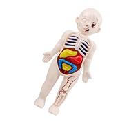 Zerodeko 2 Sets Human Organs Model Assembly Educational Anatomy Doll for Preschool Teaching Aid Safe Material for Early Learning Development and Fun Classroom Use