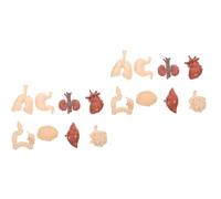 Zerodeko 2 Sets Professional Human Internal Organs Model for Educational Use Anatomy Teaching Aid for School Science Medical Studies
