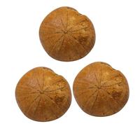 Zerodeko 3 pcs Creative Sea Specimen Simulation Model for Science Teaching and Desktop Decoration Educational Tool for Home and Classroom Display