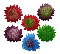 Zerodeko 6pcs Lifelike Artificial Succulent Plants in Pots Realistic Desktop Ornaments for Home Office Balcony Decor Random Color
