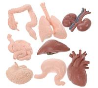 Zerodeko 8Pcs Realistic Human Organ Model for Teaching Educational Anatomy Tools for Students Safe and Reliable Prop for Demonstrating Body Structure and Organ Functions