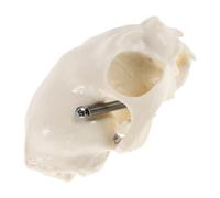 Zerodeko Authentic Cat Skull Anatomy Model Cat Head Figurine for Classroom Training and Display Realistic Animal Anatomical Skeleton Prop Educational Tool for Teaching