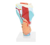 Zerodeko Enlarged Medical Throat Anatomy Model Base for Patient Education Anatomical Study Lightweight Throat Model for Enhanced Understanding