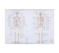 Zerodeko Human Anatomy Poster on Silk Fabric Featuring Skeletal and Muscle Structure, Easy to Read Educational Chart for Laboratory and School Use, for Students and Patients