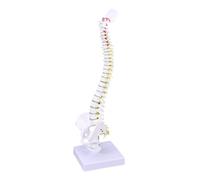 Zerodeko Human Spine Model for Medical Teaching Practicing Vertebral Column with Nerve Roots and Discs Detailed Training Spine Model for Doctors Nurses and Students