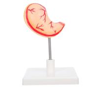 Zerodeko Human Stomach Anatomy Model High Precision Educational Tool for Science Classrooms Stomach Lab Model with Details for Comprehensive Learning