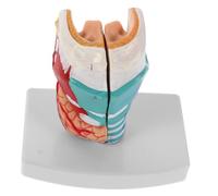 Zerodeko Human Throat Anatomy Model Anatomically Accurate Pharynx Laryngeal Structure for Portable Teaching Aid for Clinical Practice and Training