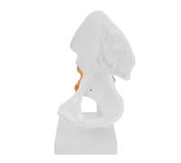 Zerodeko Lifelike Human Hip Joint Model Pvc Anatomical Femur Joint on Stand for Teaching Physical Health Knowledge in Schools and Training