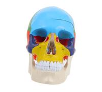 Zerodeko Medical Anatomical Skull Model Realistic Teaching Prop for Education Safe and Material Design for Anatomy Display and Learning