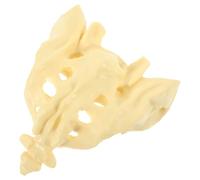 Zerodeko Pvc Human Sacrum Bone Model with Smooth Surface and Portable Design, Educational and Field Use, for Students and Nurses Anatomy Practice