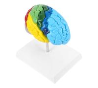 Zerodeko Realistic Made of Pvc and Intricate Craftsmanship 1:1 Scale Human Brain Model with Clearly Labeled Functional Areas for Neuroscience Learning and Teaching