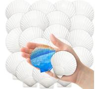 Zeroupshop 36 Pieces Natural White Scallop Shells for Beach Theme Decor Handmade Crafts Wedding Table Centerpiece Party Decorations 2-3 Inch (white)