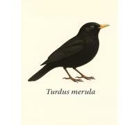 Zeszyt Ptaki Europy - Turdus merula | Kos zwyczajny | Notatnik A4 8,5x11” | Kratka 5 mm | Dla uczniów, miłośników ptaków, ornitologów i dzieci: ... - Turdus merula | 100 stron w kratkę 5 mm |