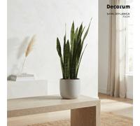Zeylanica Snake Plant (Sansevieria Zeylanica) - 21Cm Pot
