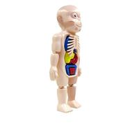 Zhangpu Human Body Anatomy Toy DIY Assembled Kit for Kids Science Learning with Safe PVC Material for Classroom Teaching and Self-Study, Suitable for Students - 1 Set Organ Assembled Toys (A single