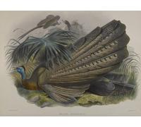 ZHAOSHAN Classic Landscape Artwork Artwork Print Animal Bird Argus Giganteus Great Argus Pheasant by John Gould Wall Art Graffiti for Office Decor 60x90cm