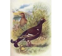ZHAOSHAN Classic Landscape Artwork Artwork Print Blackcock or Black-grouse by George Rankin Wall Art Graffiti for Office Decor 60x90cm