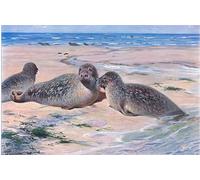 ZHAOSHAN Classic Landscape Artwork Artwork Print Common Seal From Wildlife of the World by Wilhelm Kuhnert Wall Art Graffiti for Office Decor 60x90cm