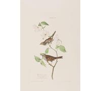 ZHAOSHAN Classic Landscape Artwork Artwork Print Illustration From birds of America by John Jamess Audubon Wall Art Graffiti for Office Decor 60x90cm