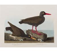 ZHAOSHAN Classic Landscape Artwork Artwork Print Illustration From birds of America by John Jamess Audubon Wall Art Graffiti for Office Decor 60x90cm