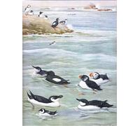 ZHAOSHAN Classic Landscape Artwork Artwork Print Illustration From the Natural History of Birds of Eastern by Louis Agassiz Fuertes Wall Art Graffiti for Office Decor 60x90cm
