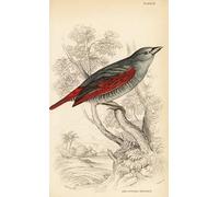 ZHAOSHAN Classic Landscape Artwork Artwork Print Red Winged Pytilia by William Home Lizars Wall Art Graffiti for Office Decor 60x90cm