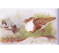 ZHAOSHAN Classic Landscape Artwork Artwork Print Ruffs and Reeves From Birds of the British Isles by Archibald Thorburn Wall Art Graffiti for Office Decor 60x90cm