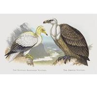 ZHAOSHAN Classic Landscape Artwork Artwork Print the Egyptian Scavenger Vulture the Griffon Vulture by Alexander Lydon Wall Art Graffiti for Office Decor 60x90cm