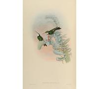 ZHAOSHAN Classic Wall Art Decor Modern Canvas Picture Animal Bird Oreopyra Leucaspis Lampornis Castaneoventris by John Gould Art Canvas Murals for Home Decor 60x90cm