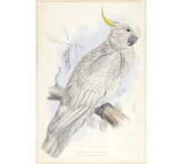 ZHAOSHAN Famous Colorful Art Print Vintage Poster Plyctolophus Galeritus Greater Sulphur Crested Bird by Edward Leaars Classic Canvas Picture for Office Decor 60x90cm